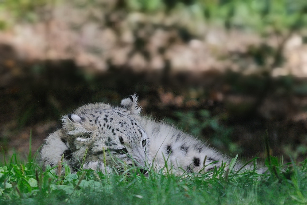 junger Schneeleopard
Tiergarten Nürnberg