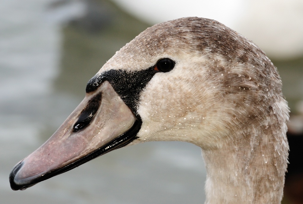 Junger Schwan