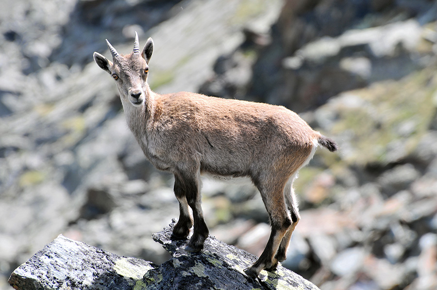 Junger Steinbock am Mittagshorn (CH)