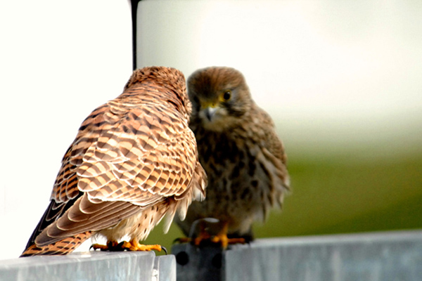 Junger Turmfalke bei der Betrachtung seines Spiegelbildes.