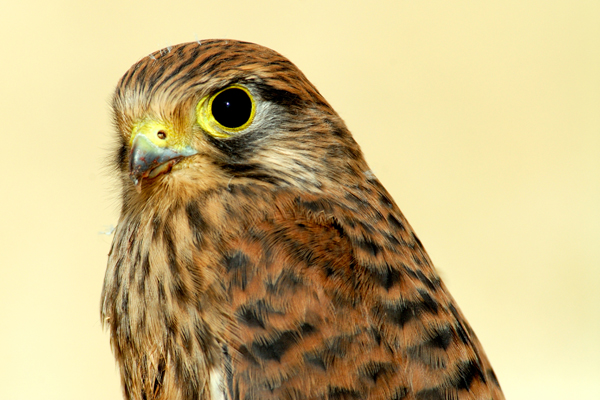 Junger Turmfalke