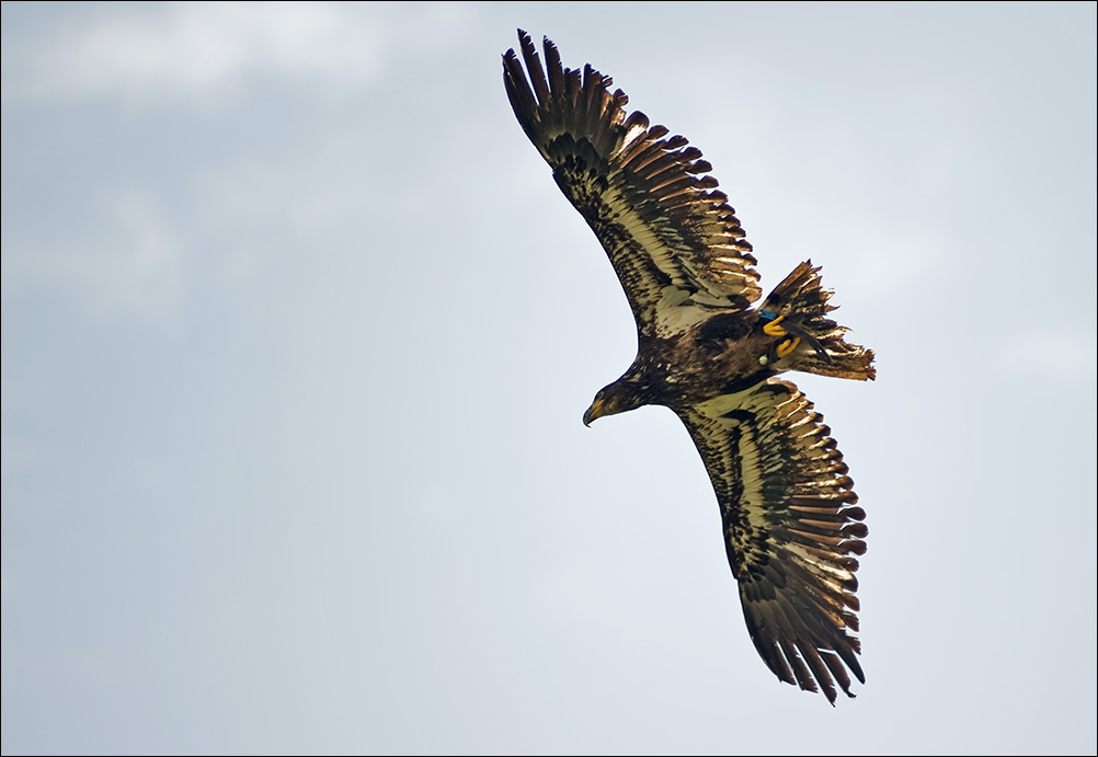 Junger Weisskopfseeadler