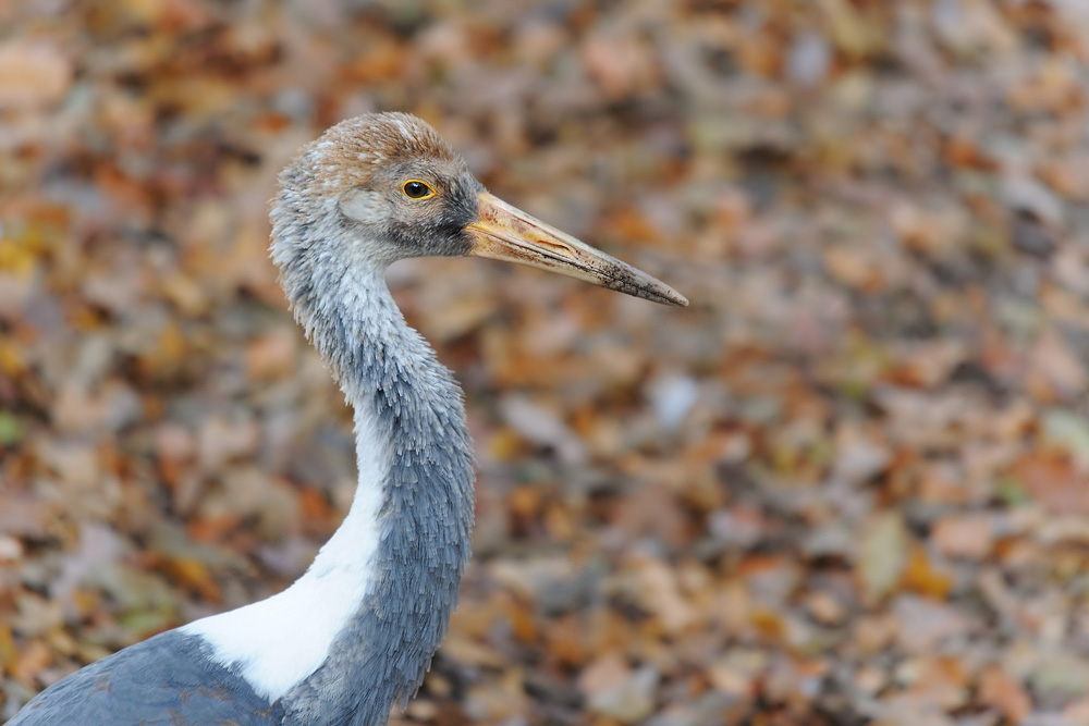 Junger Weissnackenkranich
Tiergarten Nürnberg