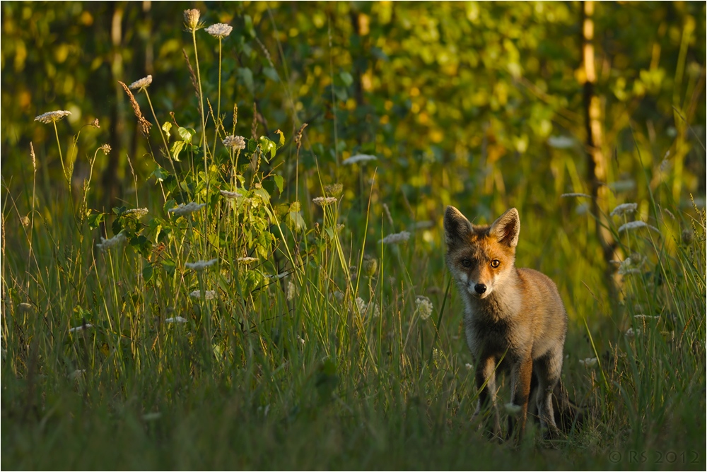 Jungfuchs