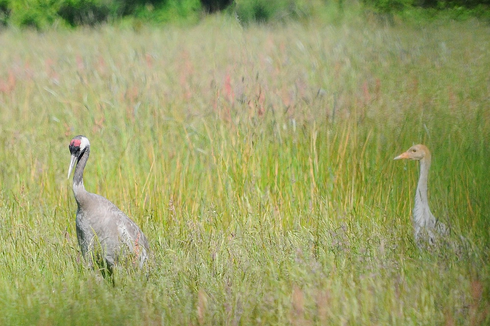 Jungkranich 22.6.10