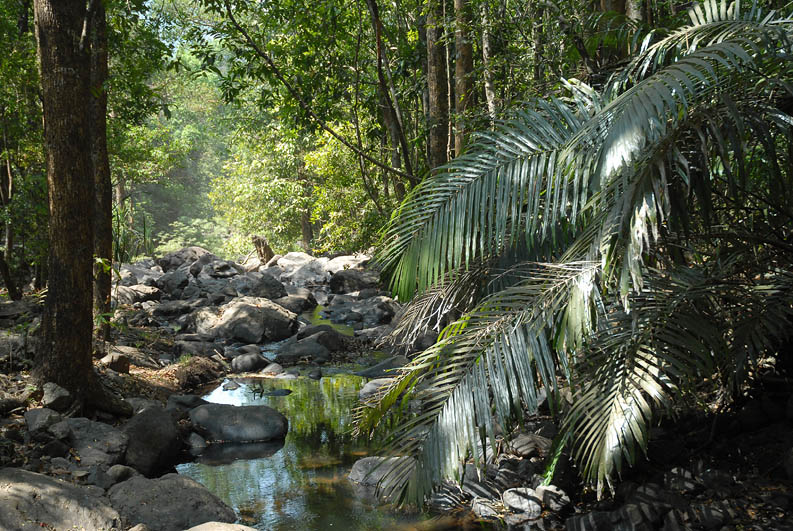 Jungletrip (Goa)