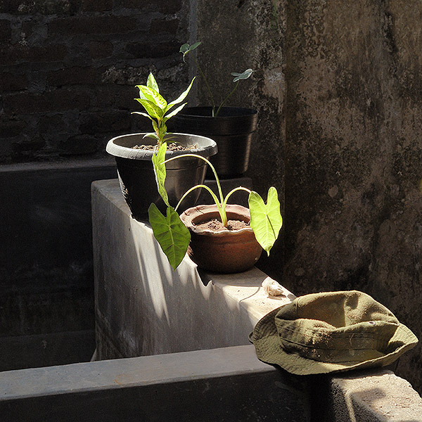 Jungpflanzen Bauernhaus Java bonnescape