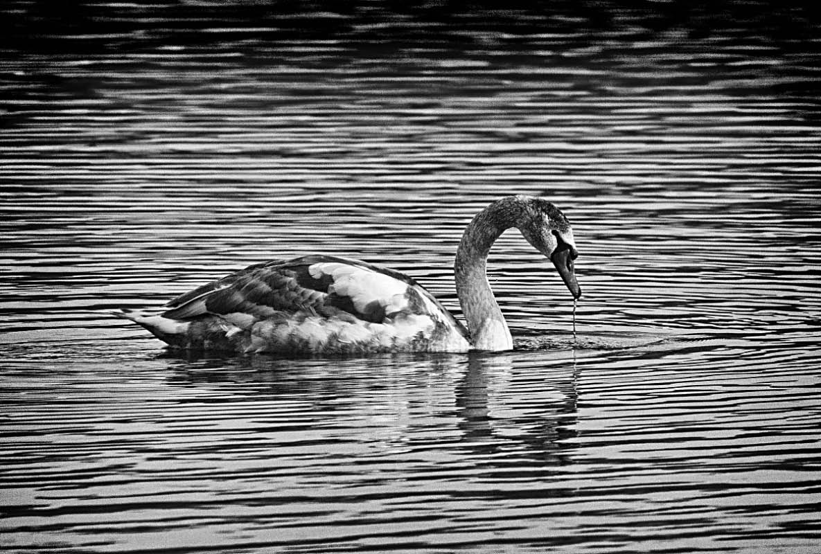 Jungschwan BW_2.jpg