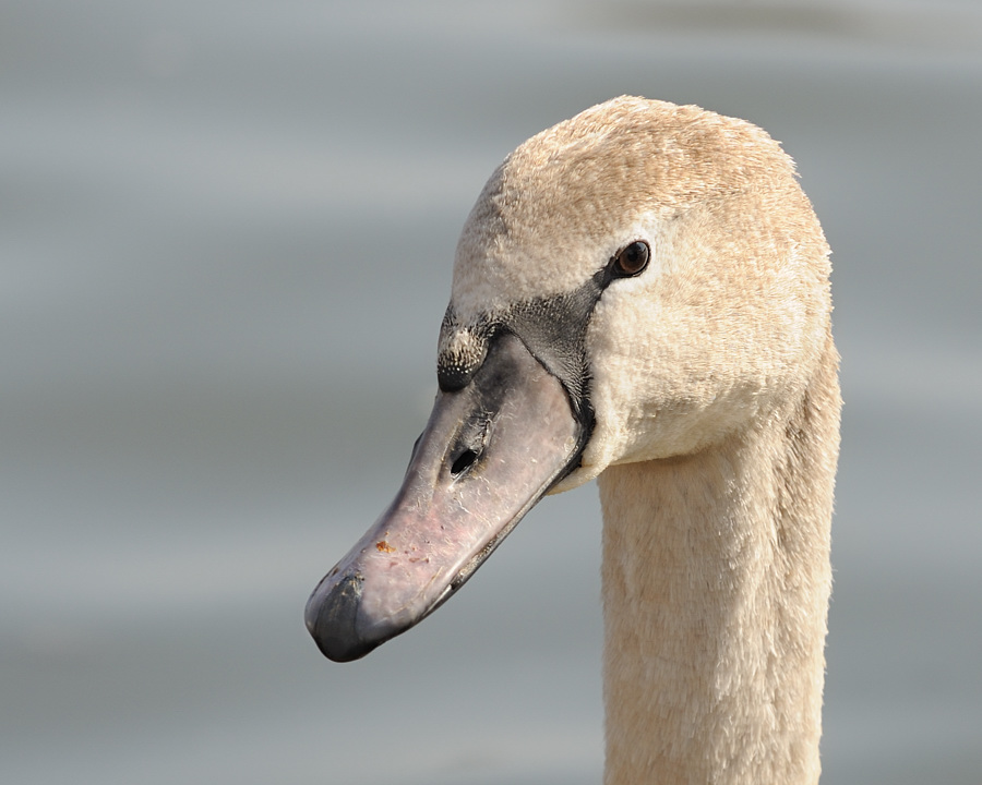 Jungschwan