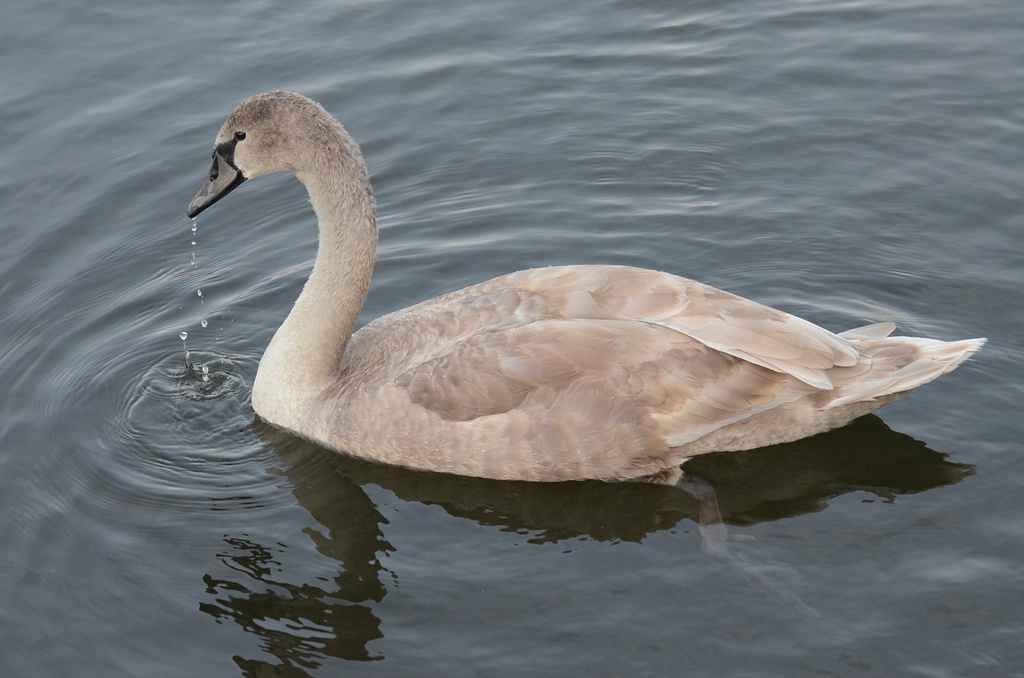 Jungschwan
