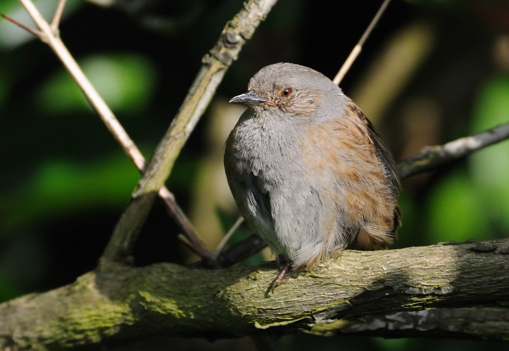 jungvogel 1a JKK 8035