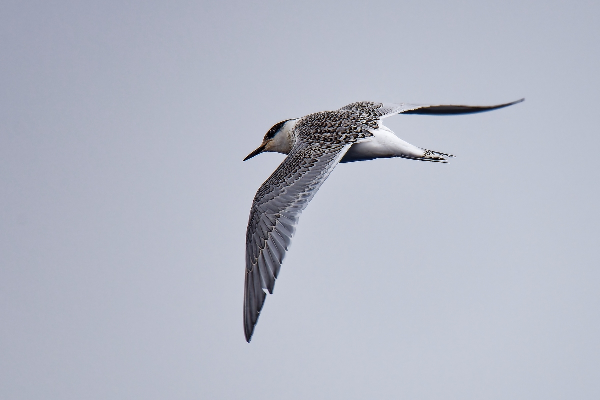 Jungvogel Antarktische Seeschwalbe.jpg