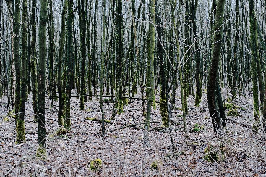 jungwald