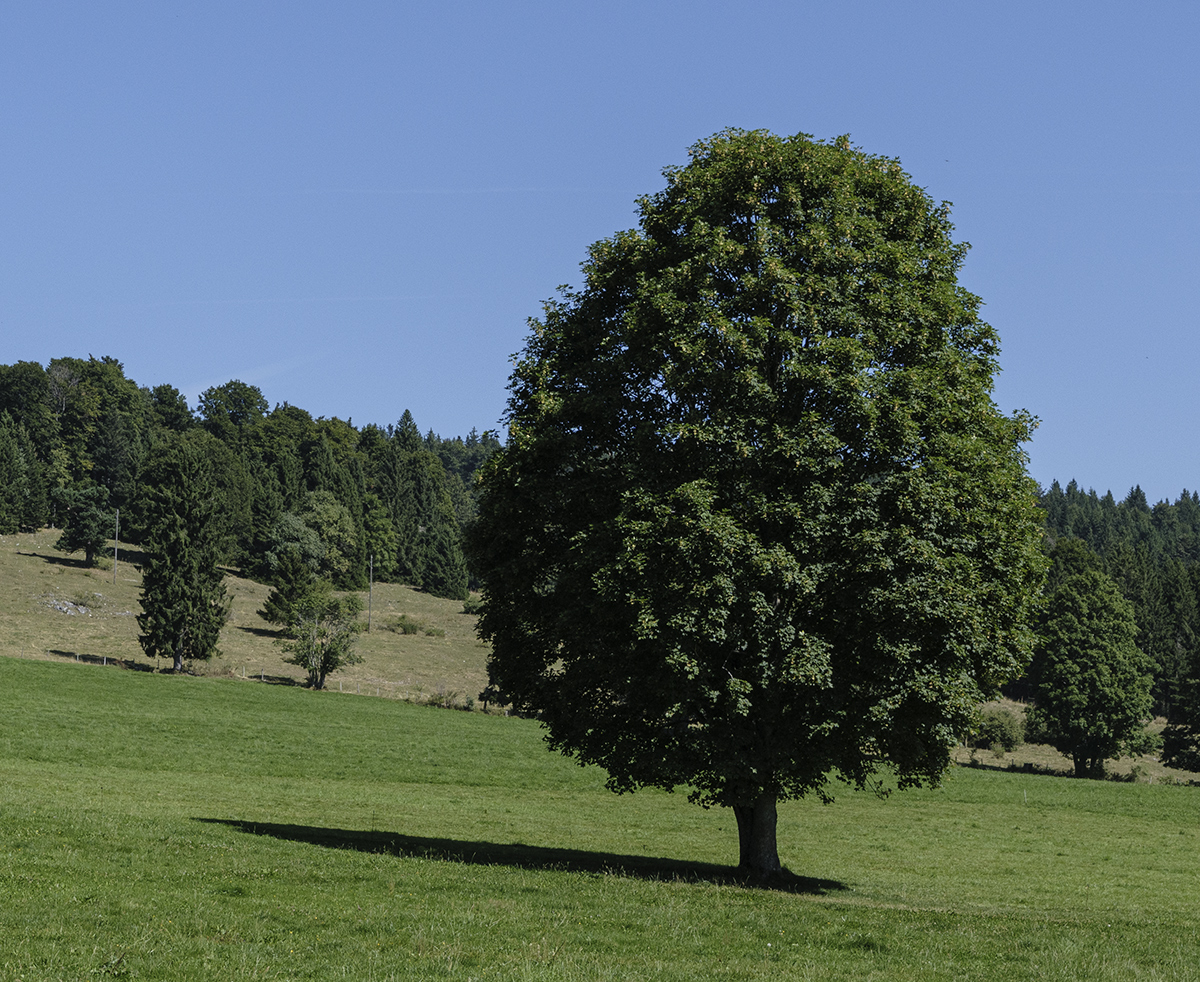 Jura.jpg