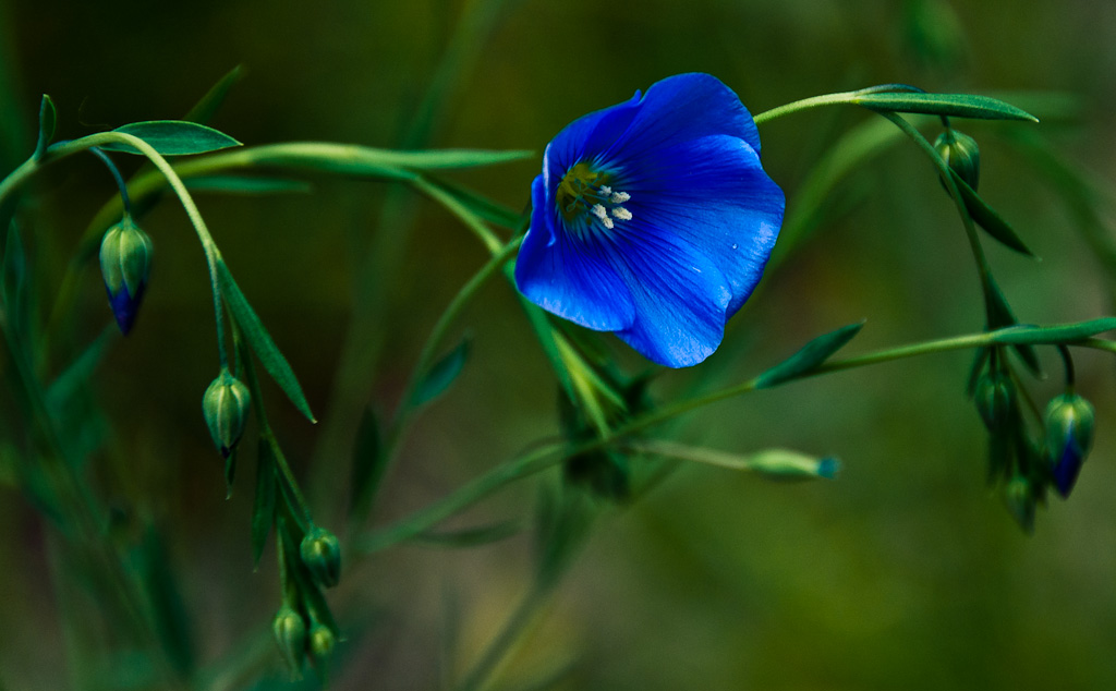 Just Blue