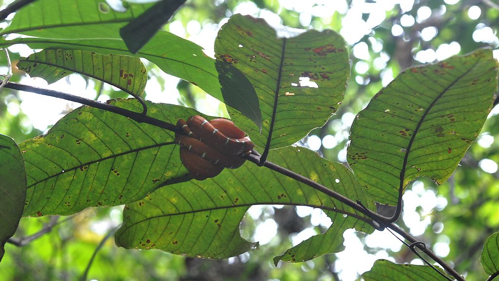 Juvenile Hundskopfboa
Iwokrama Rainforest
1267