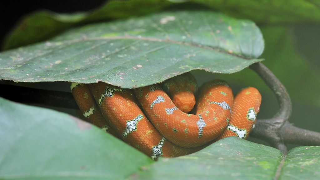 Juvenile Hundskopfboa
Iwokrama Rainforest
1771