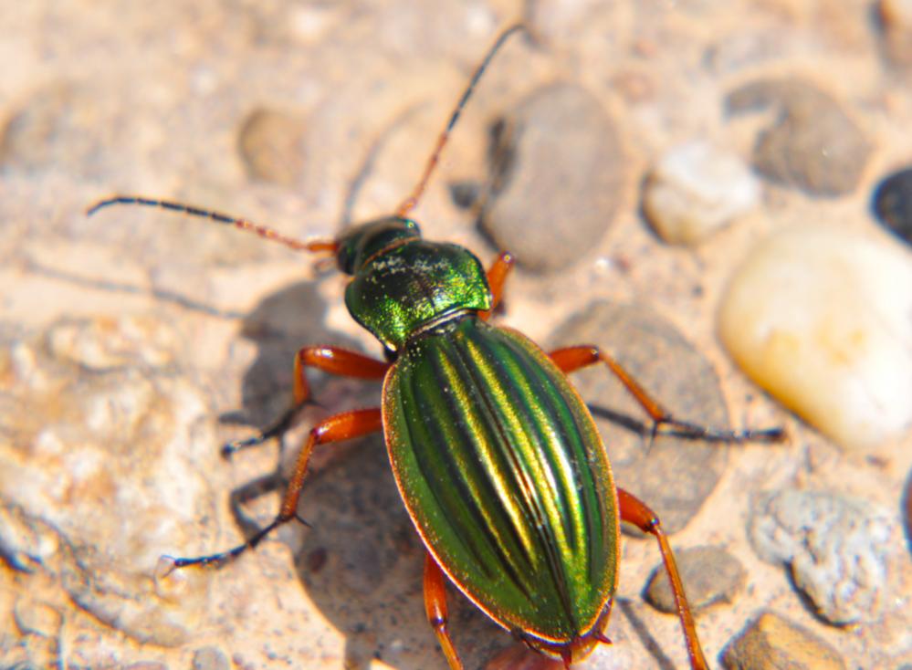 Käfer 01