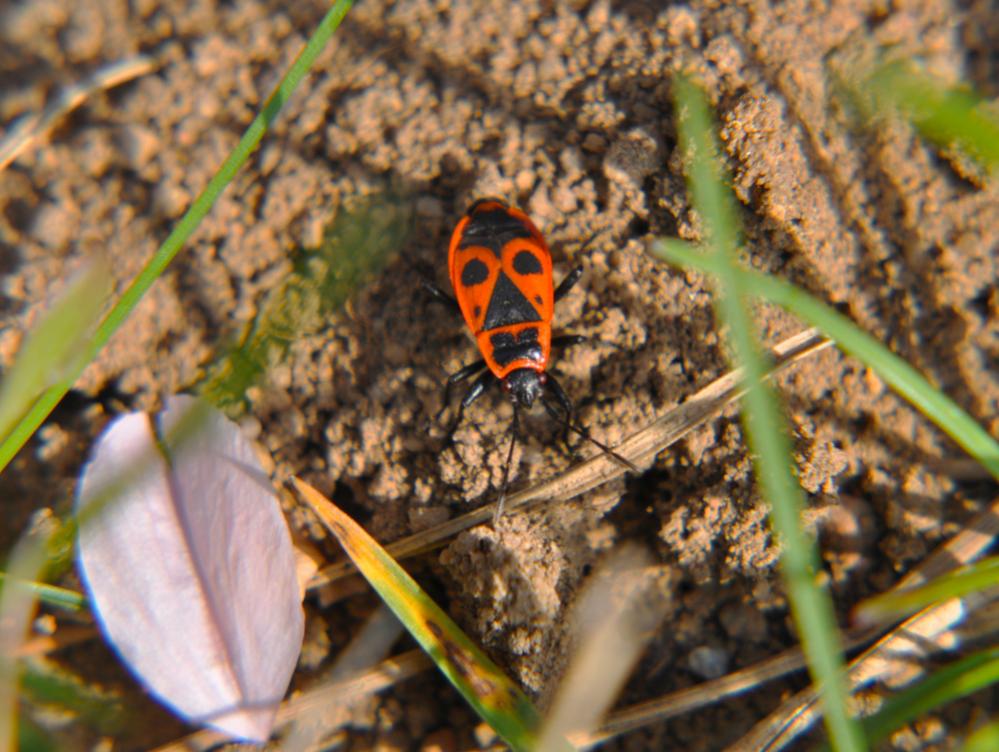 Käfer 02
