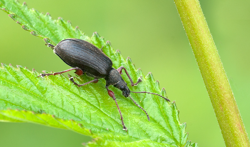 Käfer 2012 07 06 001