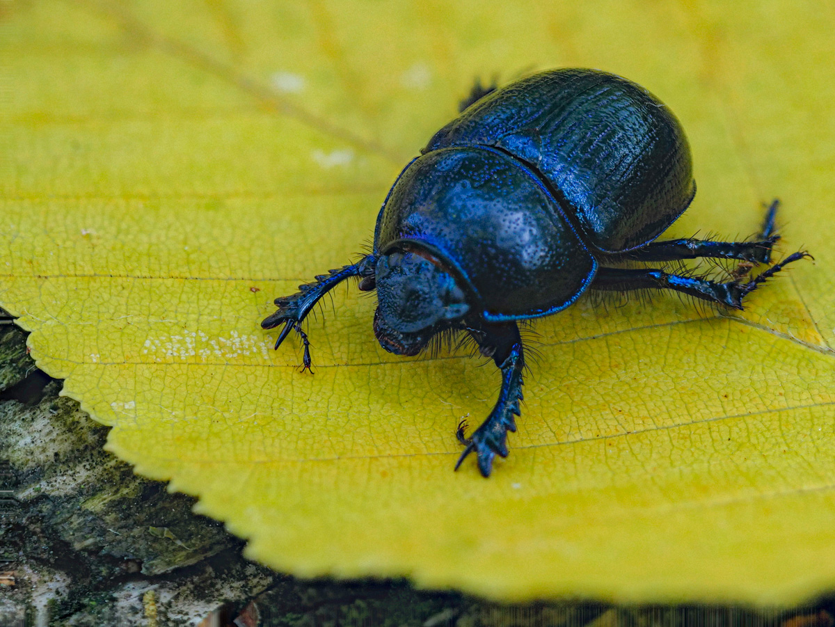 Käfer auf gelbem Blatt