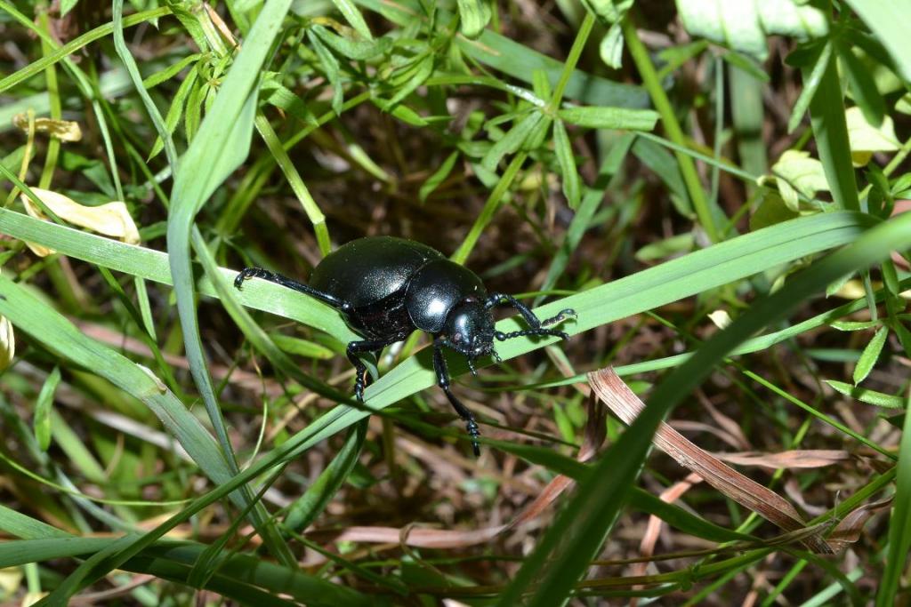 Käfer II. Blitz mit Nikon D3100