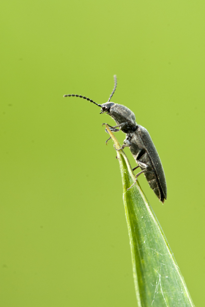 Käfer  Rumänien