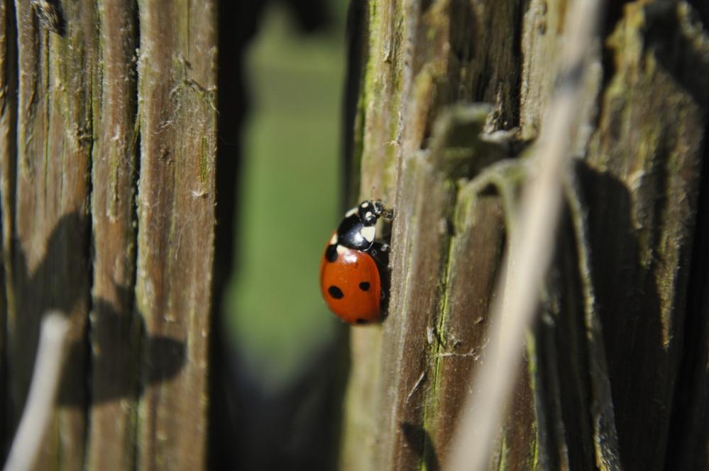 Käfer Spaziergang