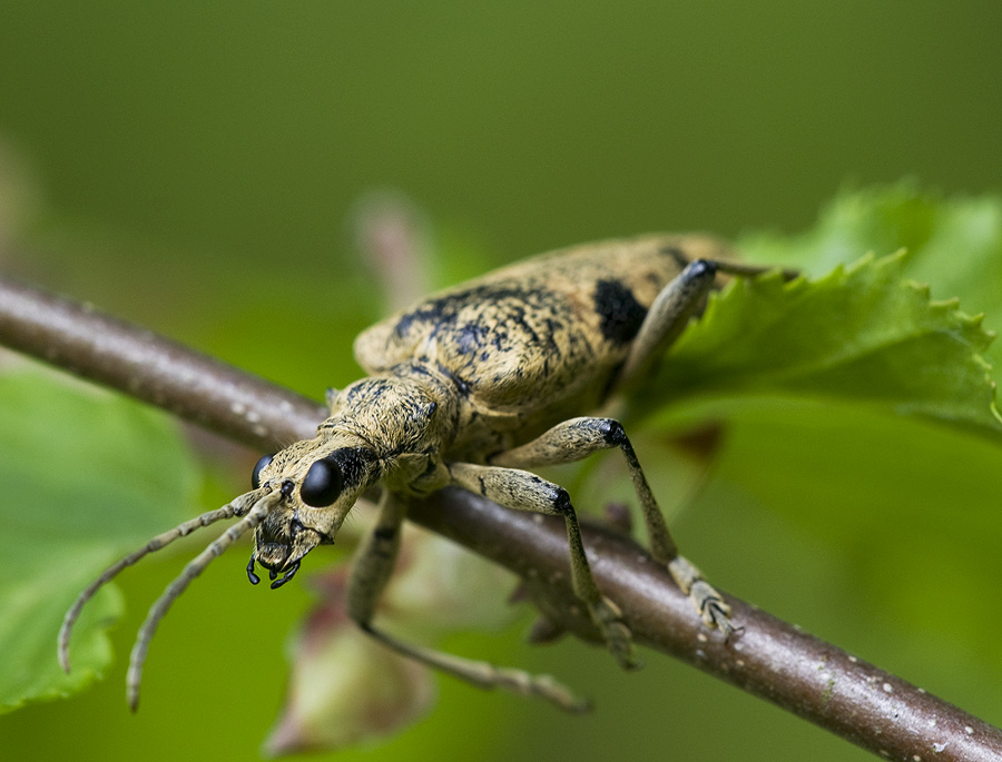 Käfer unbekannt