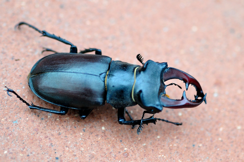 Käfer