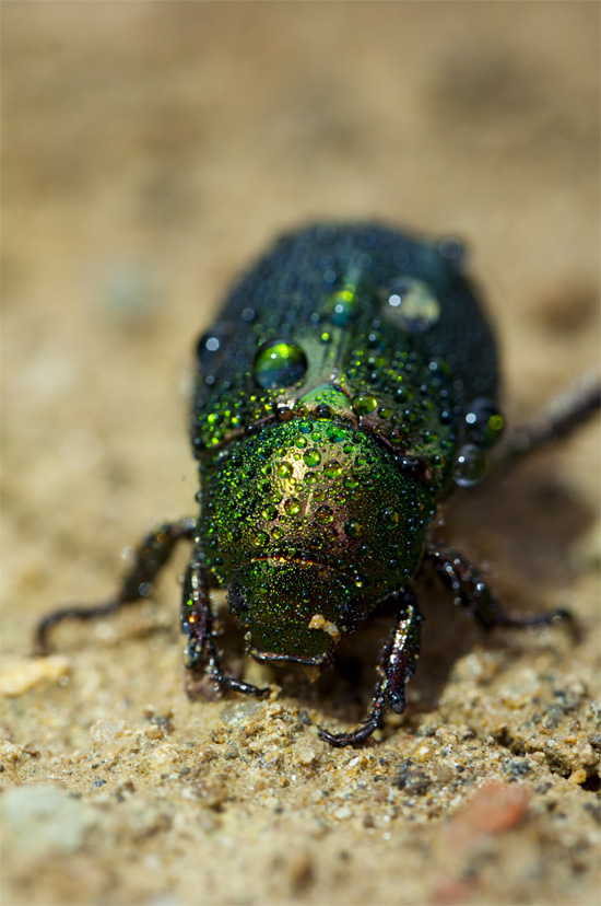 Käfer