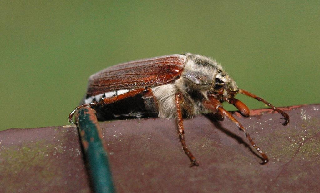 Käfer