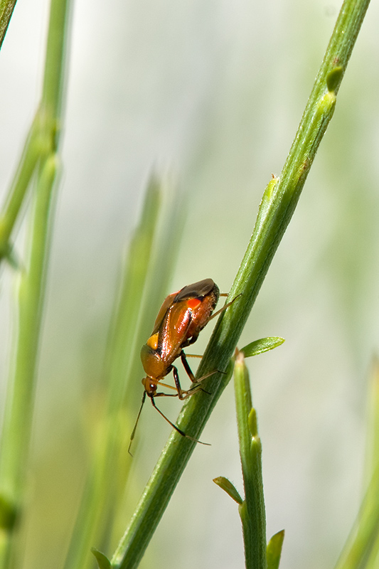 käfer