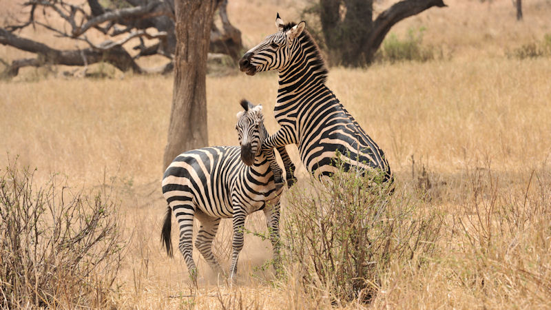 kämpfende Zebras im Tarangire
9054