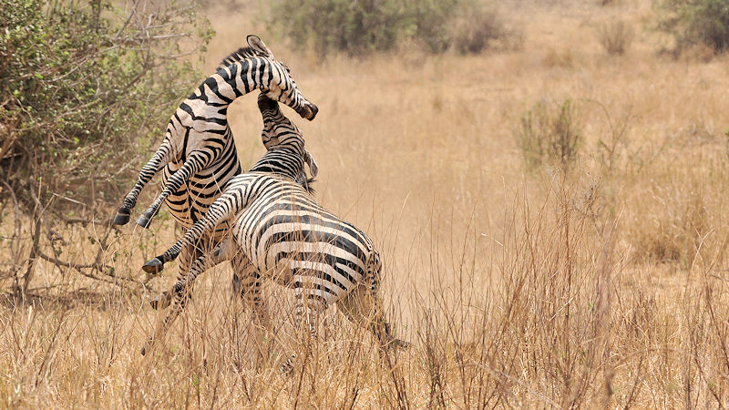 kämpfende Zebras im Tarangire
9065