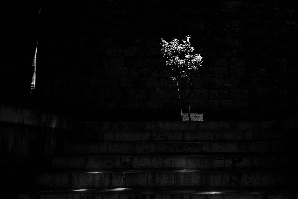 Königlicher Garten - Palma - 05/2011