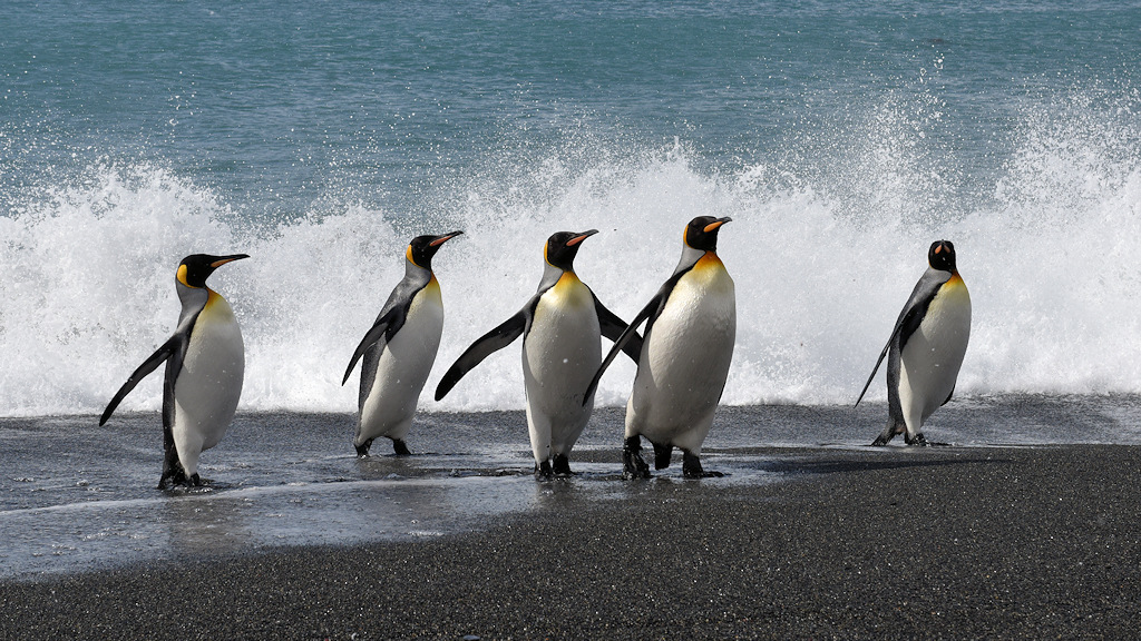 Königspinguine
2212