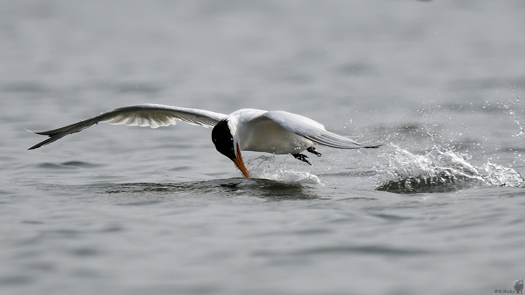 Königsseeschwalbe (Royal Tern)
Lahou-Plage

s931 Lahou Plage RoyalTern 7636