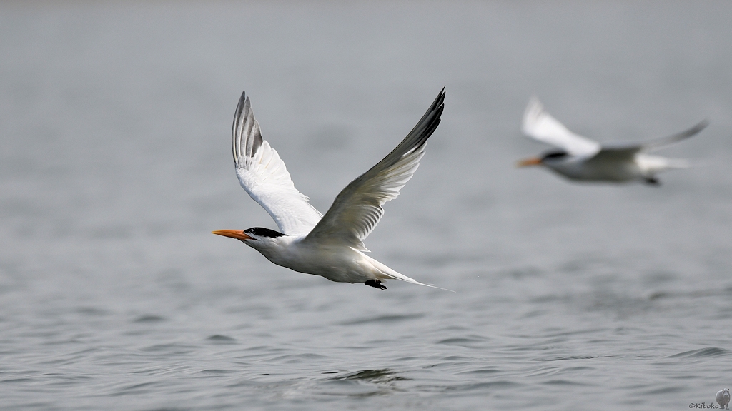 Königsseeschwalbe (Royal Tern)
Lahou-Plage

s931 Lahou Plage RoyalTern 7639