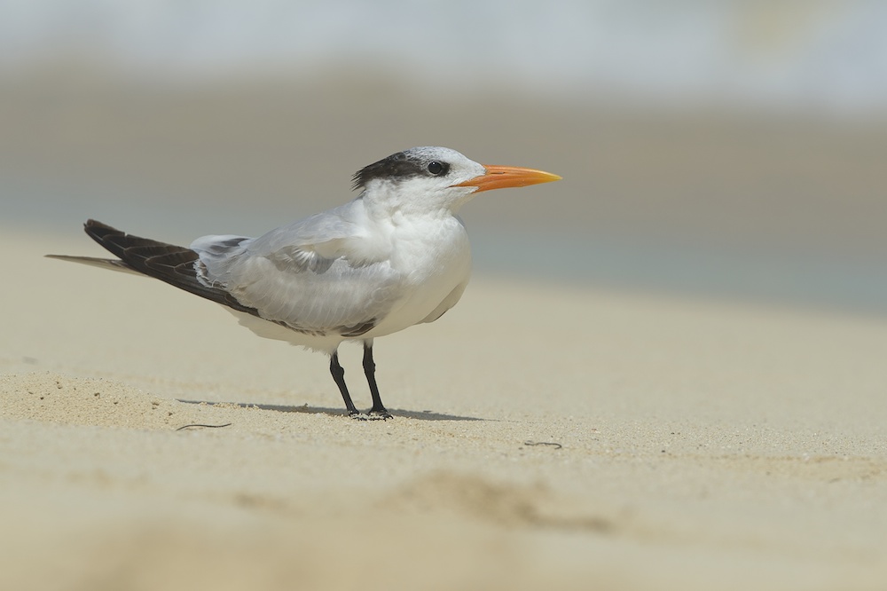 Königsseeschwalbe