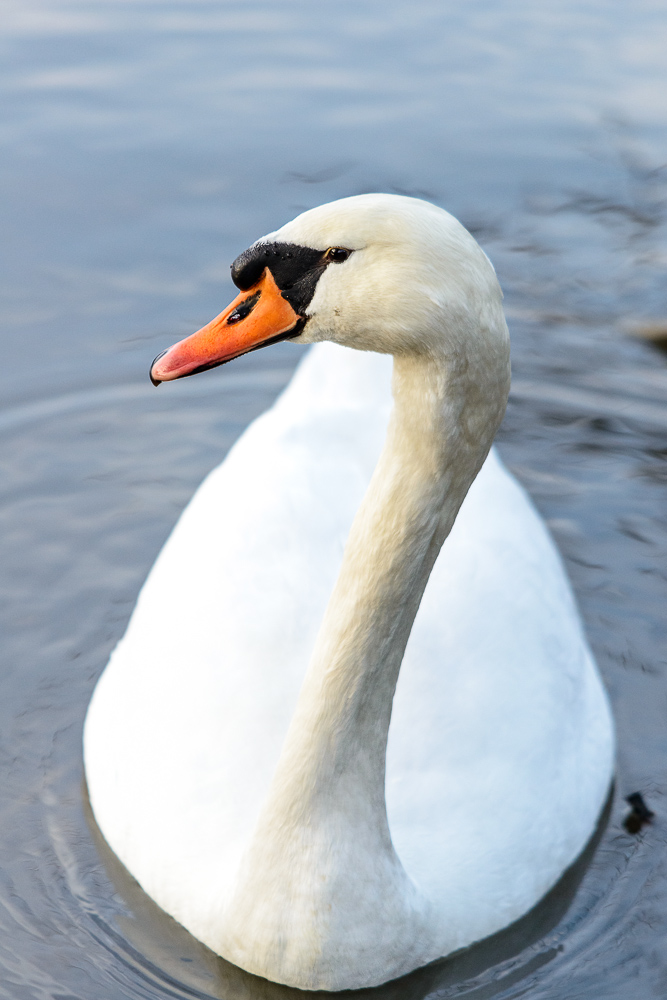 Körperportrait