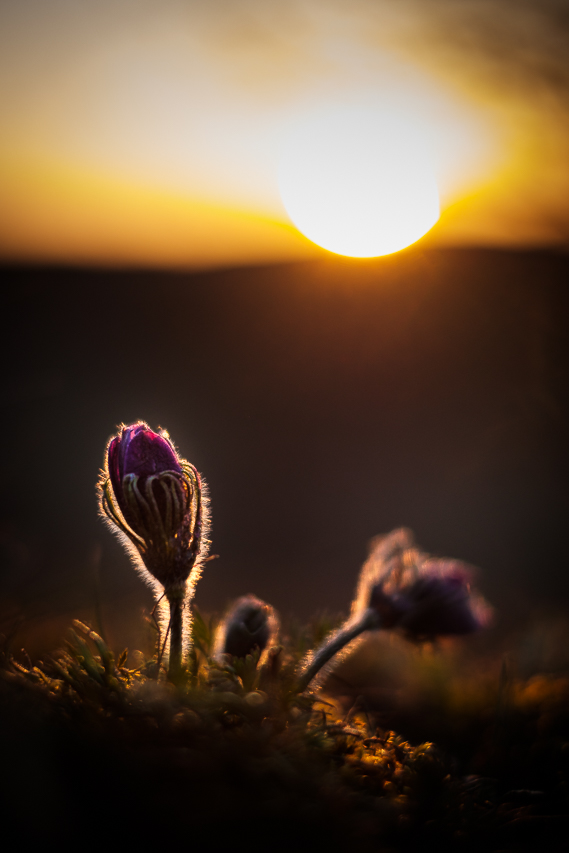 Küchenschelle im Sonnenuntergang-6170.jpg