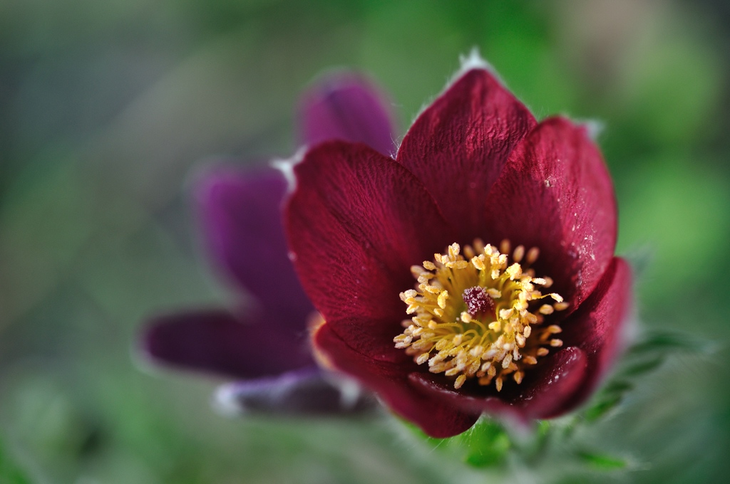 Küchenschelle/Kuhschelle (Pulsatilla)