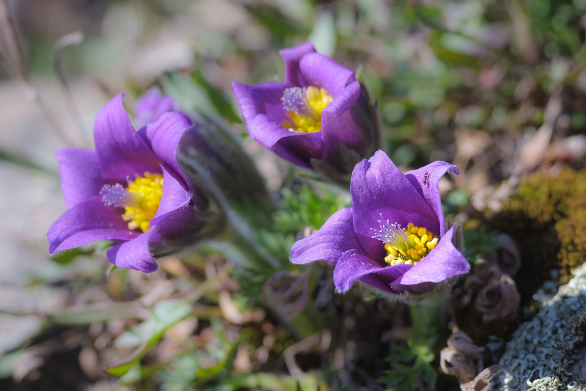 Küchenschellen-Bokeh-5584.jpg
