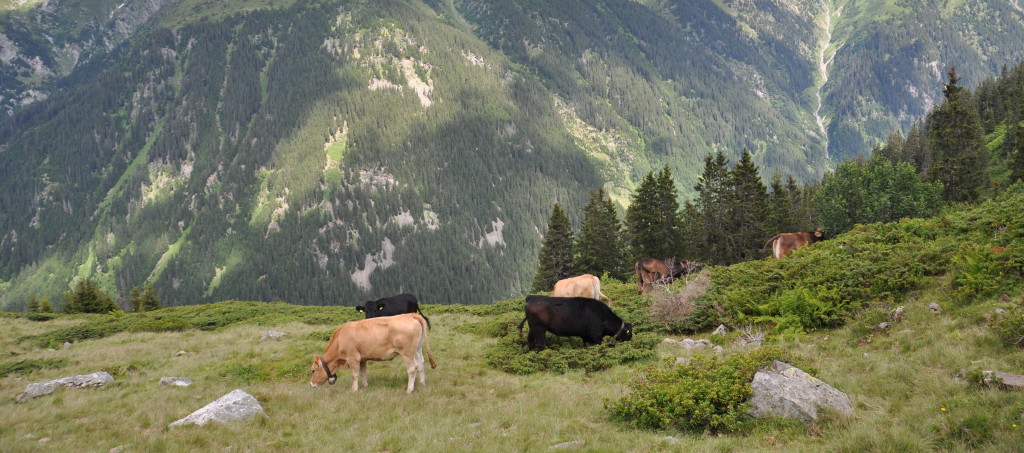 Kühe im Val Sumvitg
