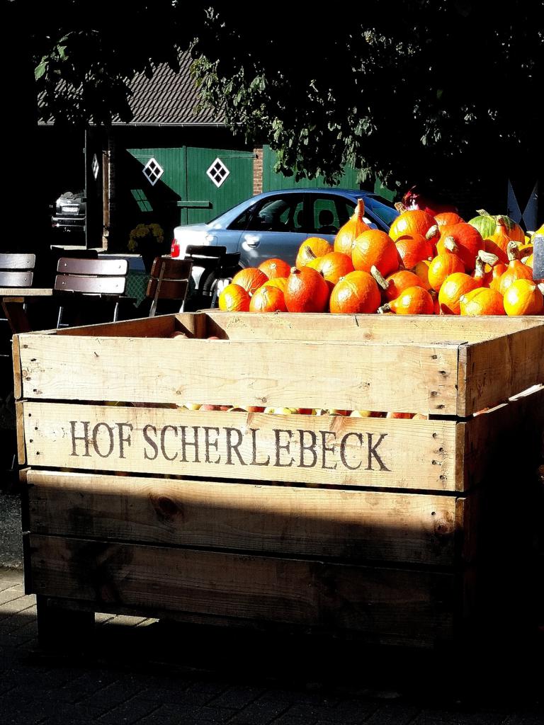 Kürbiskiste