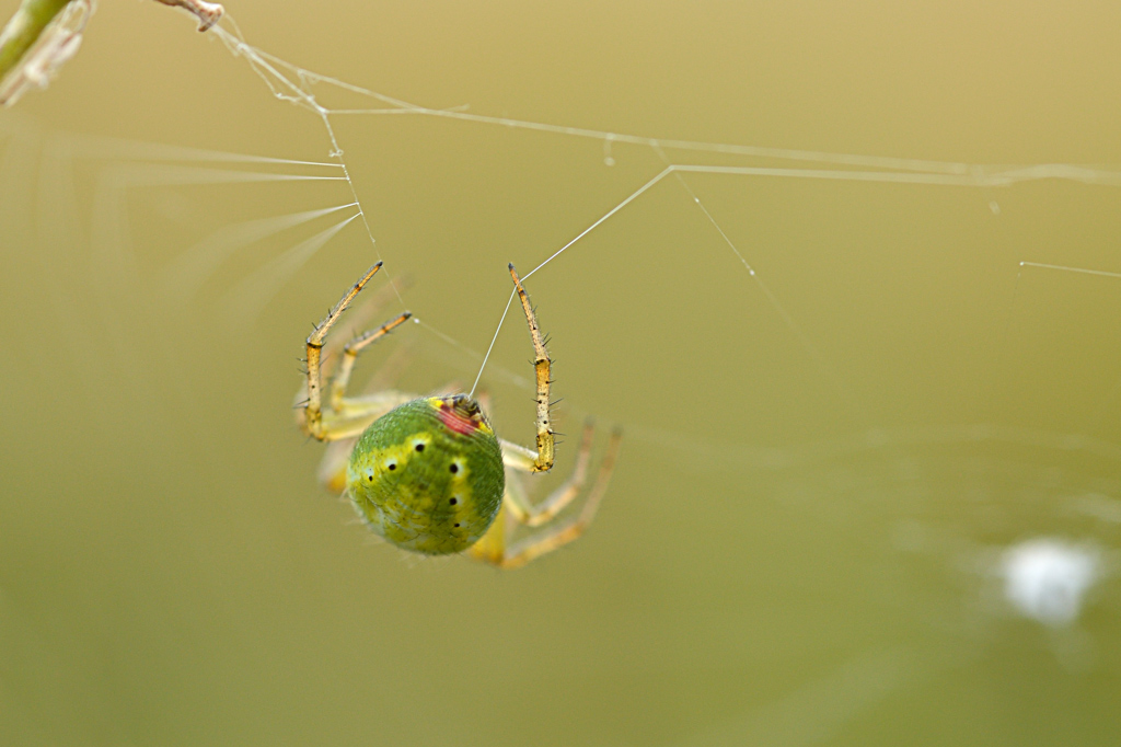 Kürbisspinne bei der Arbeit

D7000 / Sigma 2.8/105 / f5.6 / 1/100 sek / ISO 320

leicht gecroppt