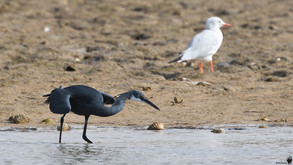 Küstenreiher (Western-Reef Egret) 
im Hintergrund Graukopfmöwe im Schlichtkleid (Grey-headed gull)

s738 Iwik WesternReefEgret GreyHeadedGull 0931