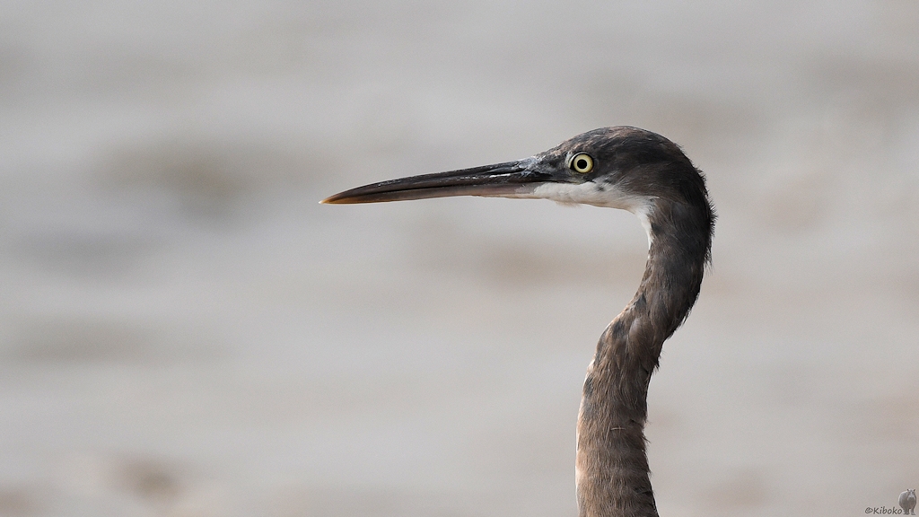 Küstenreiher (Western Reef Egret)
Lahou Plage

s926 Lahou Plage WesternReefEgret 7575