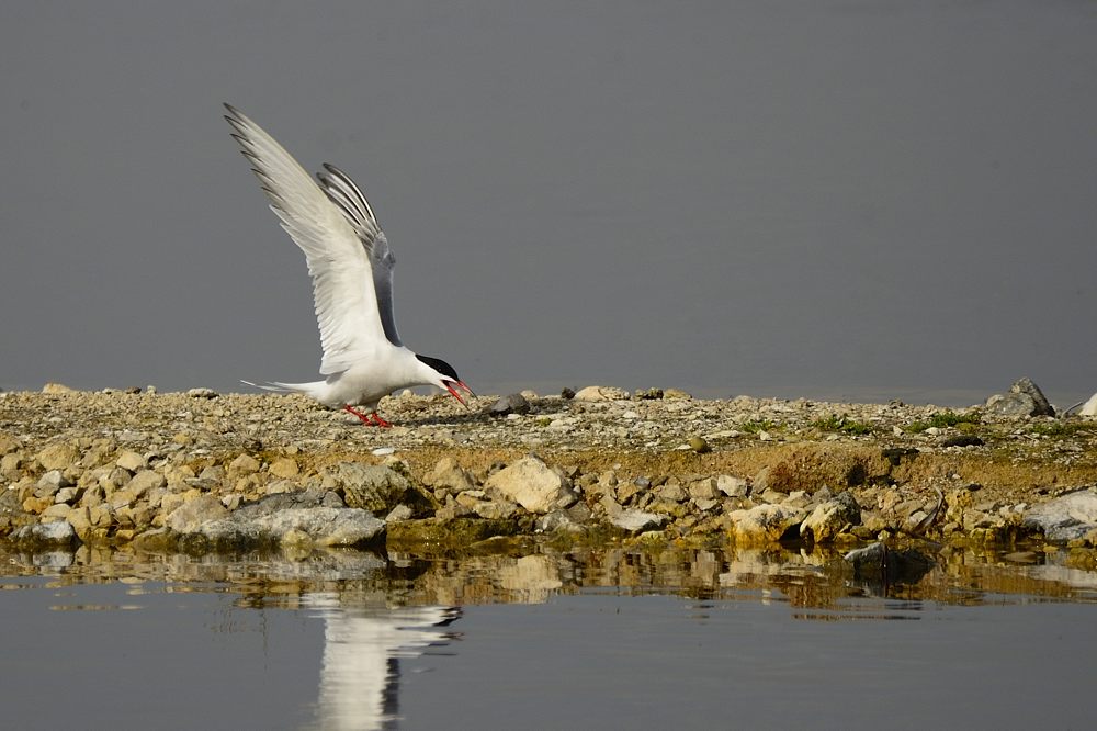 Küstenseeschwalbe 2015 05323